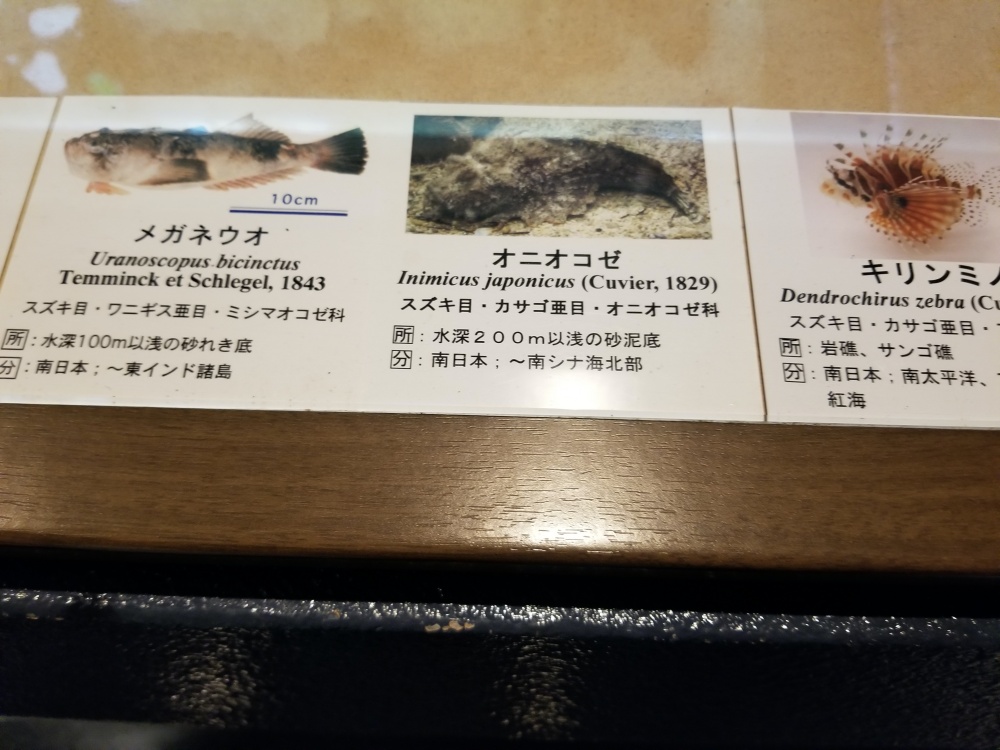 パンダといえば上野よりも和歌山 京大水族館に善逸 なんと伊之助まで 森羅万象 Scope